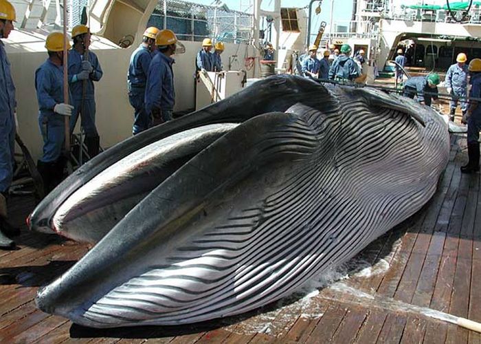 ญี่ปุ่นกลับมาล่าวาฬอีกครั้ง ในรอบ 33 ปี