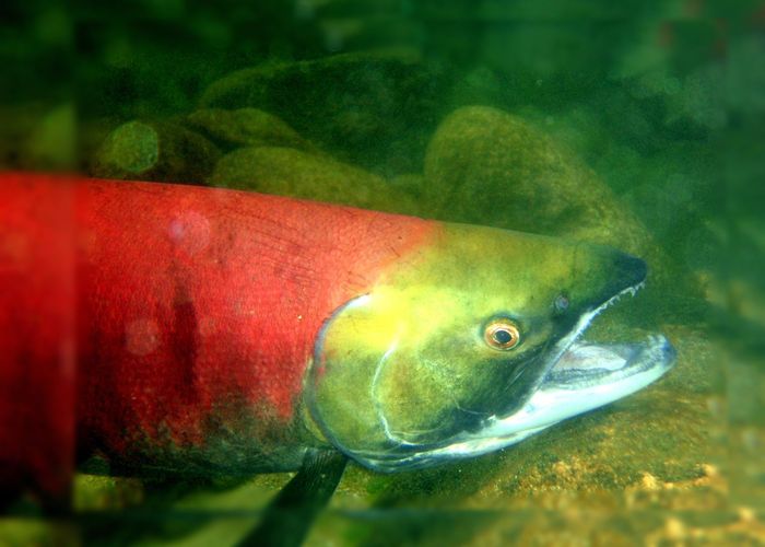 แคนาดาเล็งใช้ ฮ.ขน 'ปลาแซลมอน' ข้ามหินถล่มปิดทางอพยพในแม่น้ำ