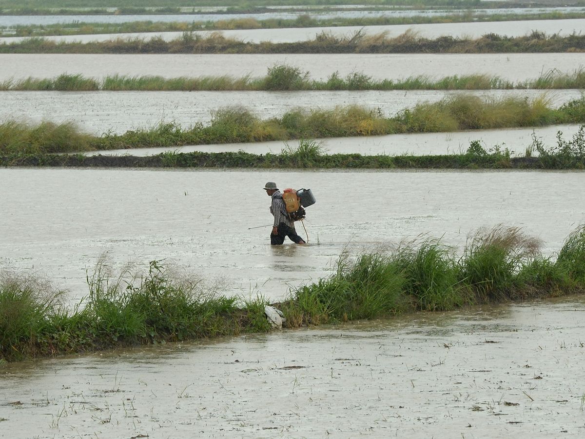 AFP-ชาวนา-เกษตรกร-นา-ฝน-น้ำ-ยาฆ่าแมลง