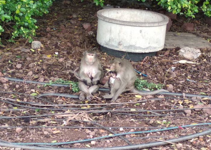 วางแผนทำหมัน 'ลิงแสม' เขตบางขุนเทียน หวังหยุดการแพร่พันธุ์ที่รวดเร็ว