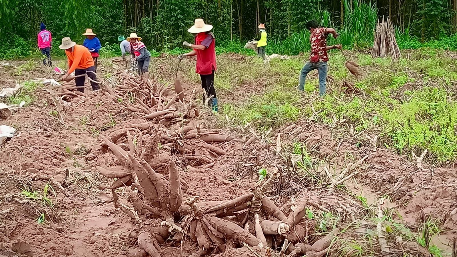 เกษตรกรไร่มันสำปะหลัง ปราจีนบุรี