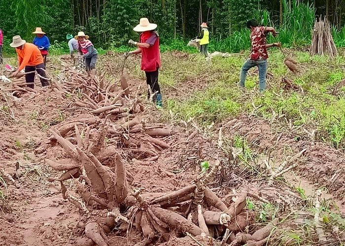 รัฐบาลเร่งขยายตลาดมันสำปะหลัง บุกเจรจาขายจีน กว่า 5 พันล้านบาท มั่นใจสามารถขายหัวมันสดช่วยเกษตรกรได้กว่า 1.68 ล้านตัน