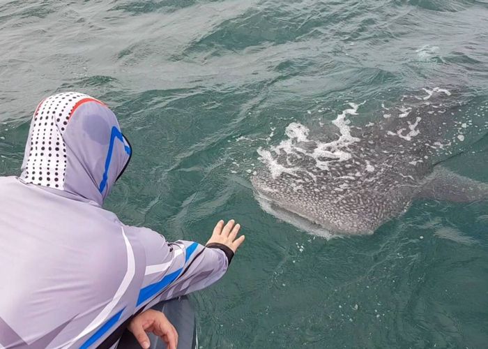 ฉลามวาฬสามร้อยยอด โผล่ข้างเรือให้นักท่องเที่ยวถ่ายรูป