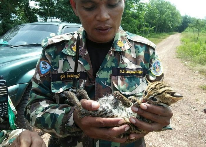 พบ 'ลูกแมวดาว' พลัดหลงบริเวณรอยต่ออุทยานฯ เขาพนมเบญจา จ.กระบี่