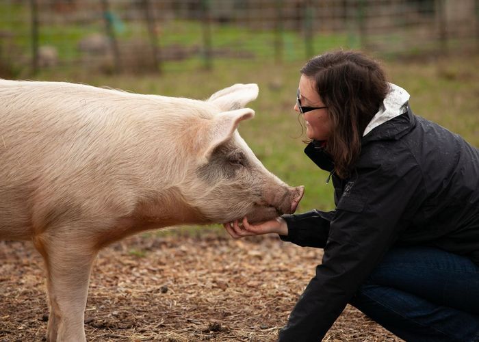 แพทย์อังกฤษคาด ภายใน 3 ปี อาจปลูกถ่ายหัวใจหมูสู่คนได้