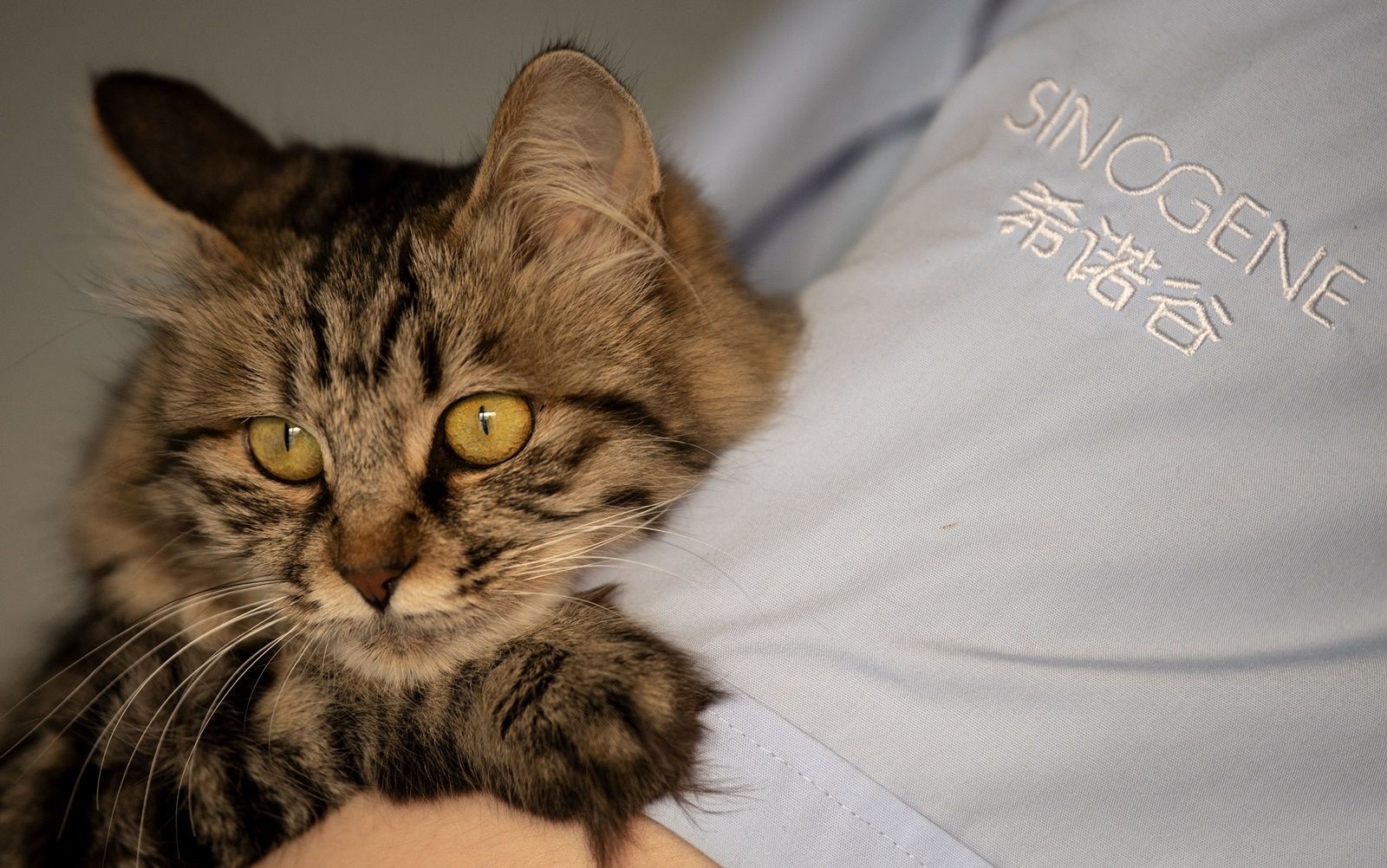 AFP-แม่แมวอุ้มบุญพันธุ์บริติชชอร์ตแฮร์ ถูกฝังตัวอ่อนแมวโคลนนิ่งชื่อการ์ลิก โดยบริษัทซิโนจีน.jpg