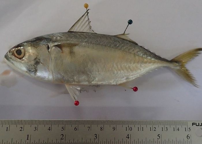 พบไมโครพลาสติกในกระเพาะปลาทู เฉลี่ย 78 ชิ้นต่อตัว