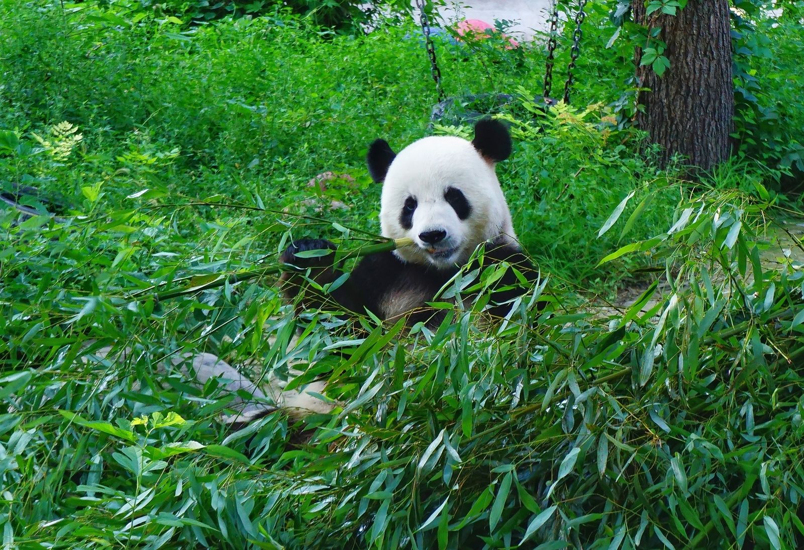 Reuters-แพนด้ากินไผ่ในสวนสัตว์ปักกิ่งของจีน.JPG