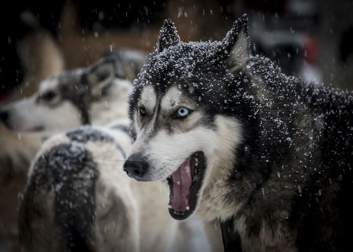 ฤดูหนาวในกรีนแลนด์ที่สั้นลง ส่งผลต่ออนาคตของสุนัขลากเลื่อน