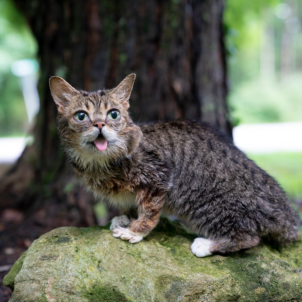 Lil Bub.jpg