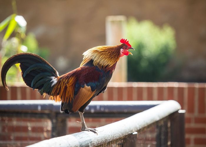 ศาลฝรั่งเศสตัดสินให้ 'ไก่' ชนะ หลังเพื่อนบ้านฟ้องส่งเสียงขันน่ารำคาญ