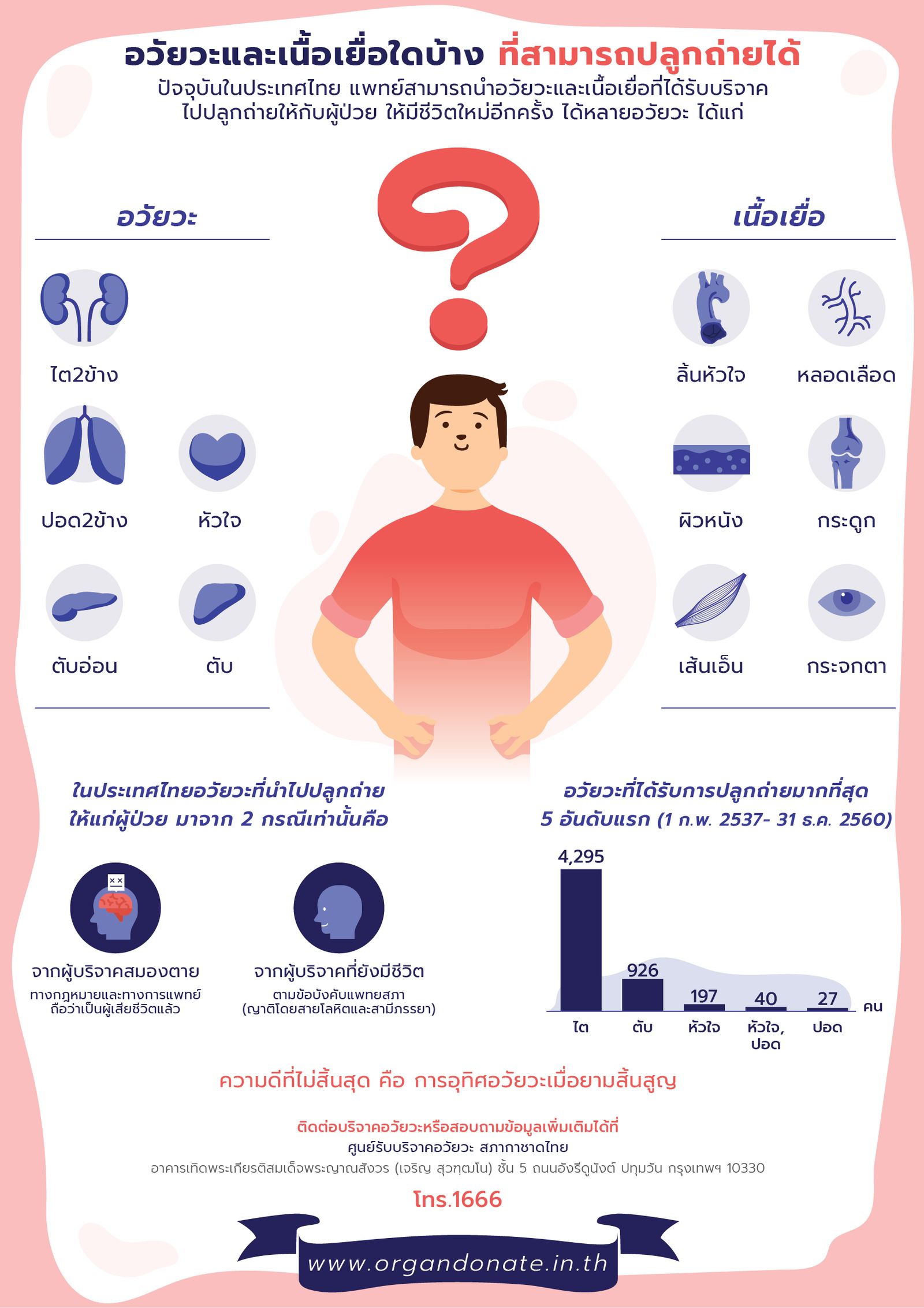 2-อวัยวะและเนื้อเยื่อใดบ้าง.jpg