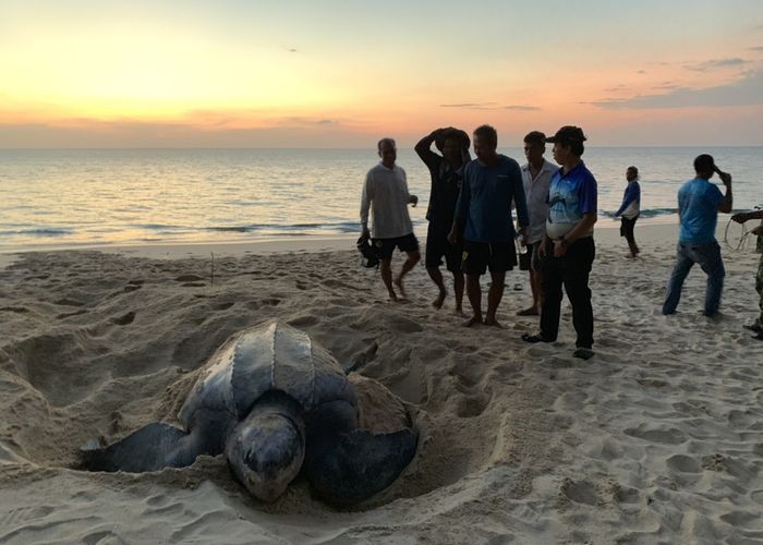 แม่เต่ามะเฟือง ขึ้นวางไข่หาดท้ายเหมือง เป็นปีที่ 2 ติดต่อกัน