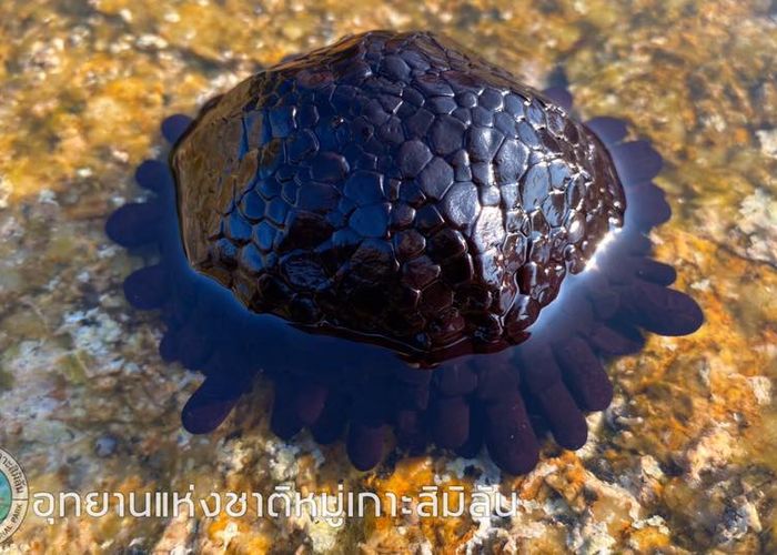 'หอยเม่นหมวกกันน็อก' สัตว์ทะเลหายากโผล่หมู่เกาะสิมิลัน