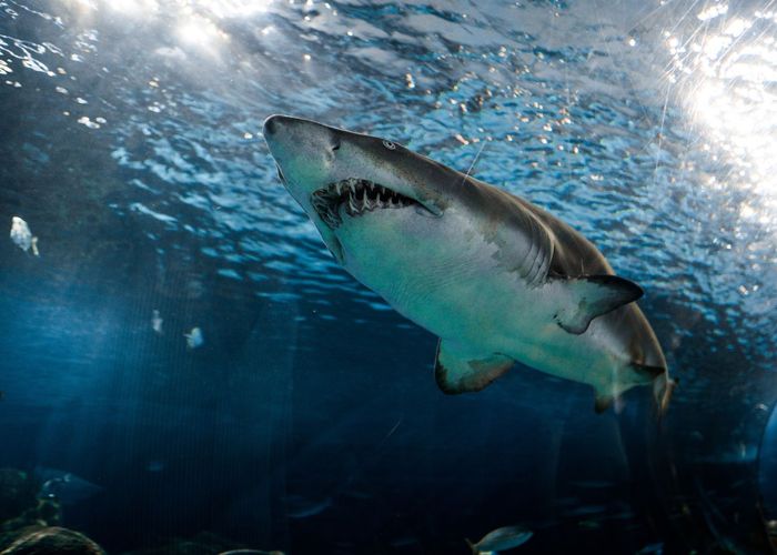 นักวิจัยพบ 'ชิ้นส่วนมนุษย์' ในกระเพาะ 'ฉลามเสือ' แถบมหาสมุทรอินเดีย