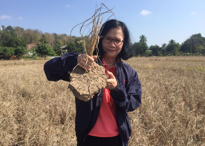 'ลดาวัลลิ์' จี้รัฐบาลเร่งเยียวยาชาวนาประสบภัยแล้งข้าวตาย - ไม่มีข้าวกินอีก 1 ปี