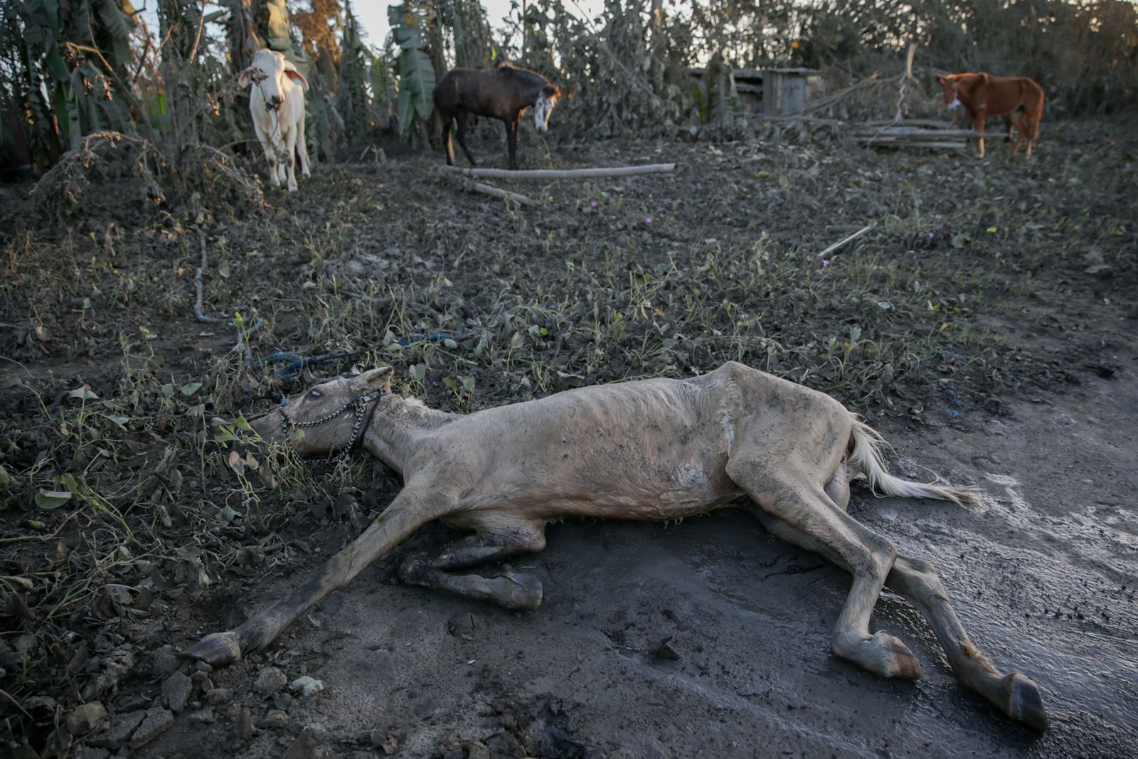 Reuters-สัตว์เลี้ยงของชาวบ้านในจังหวัดบาตังกัสได้รับผลกระทบจากภูเขาไฟตาอัลของฟิลิปปินส์ปะทุเมื่อ 12 ม.ค..JPG