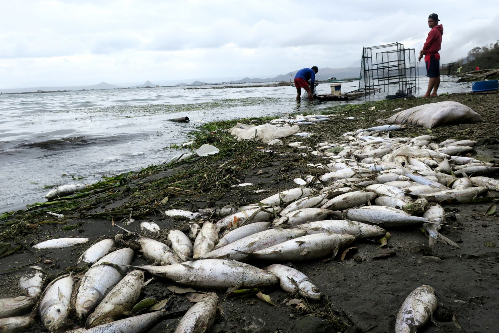 Reuters-ปลาตายในทะเลสาบตาอัล หลังจากภูเขาไฟตาอัลในฟิลิปปินส์ปะทุพ่นควันเมื่อ 12 ม.ค.2563.JPG