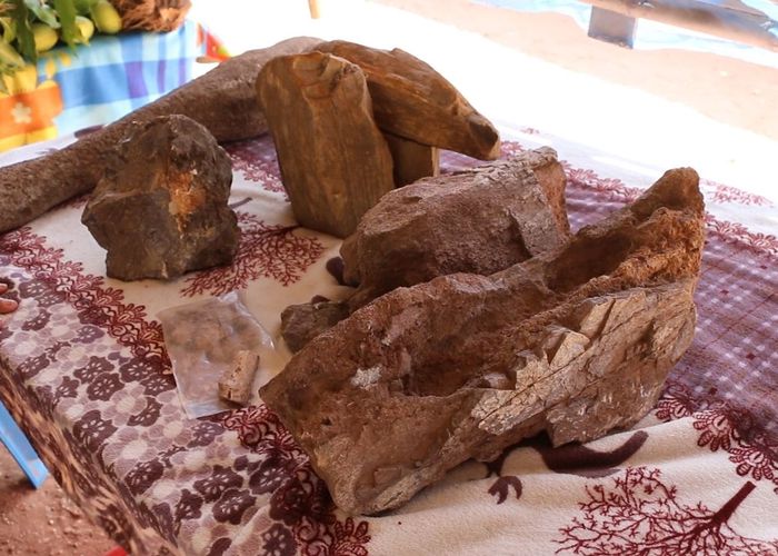 พบฟอสซิลไดโนเสาร์ 3 สายพันธุ์อายุกว่า 100 ล้านปีที่ จ.ขอนแก่น