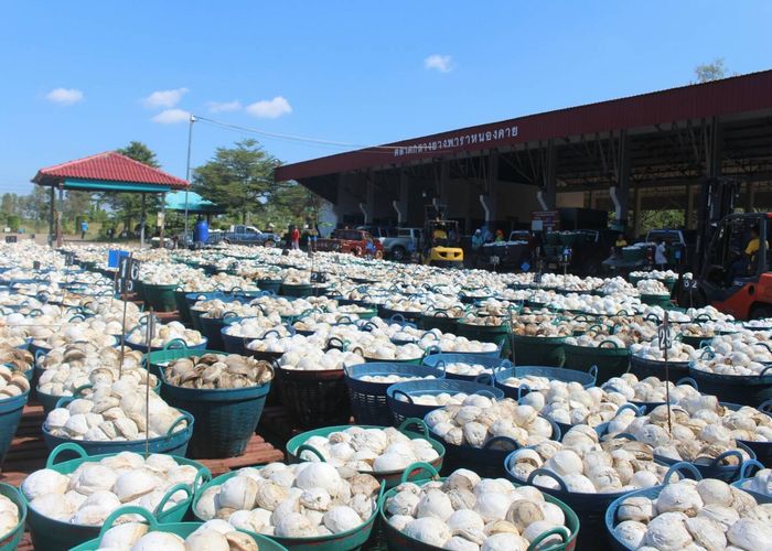 ไฟเขียว 4 ร่างมาตรฐานสินค้าเกษตร 'ถั่วเขียว-ยางก้อนถ้วย-กุ้งเครย์ฟิช-เพาะเลี้ยงสัตว์น้ำ'