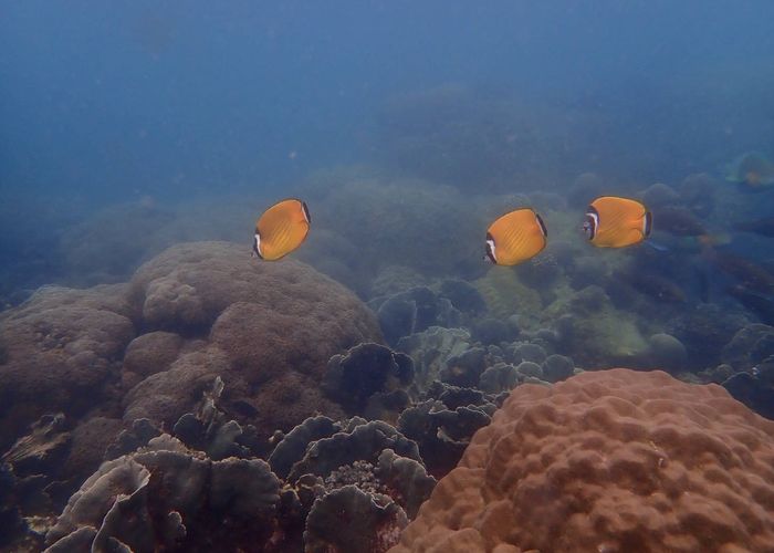 'ฝูงปลา-ปะการัง' เริงร่า หลังอุทยานหาดวนกร​ ประจวบฯ ปิดครบ 1 เดือน