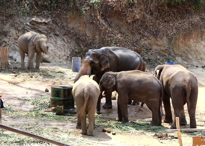 'เพื่อไทย' จี้รัฐบาลอย่าลืมเยียวยาปางช้าง-คนเลี้ยง เหตุไม่มีนักท่องเที่ยว