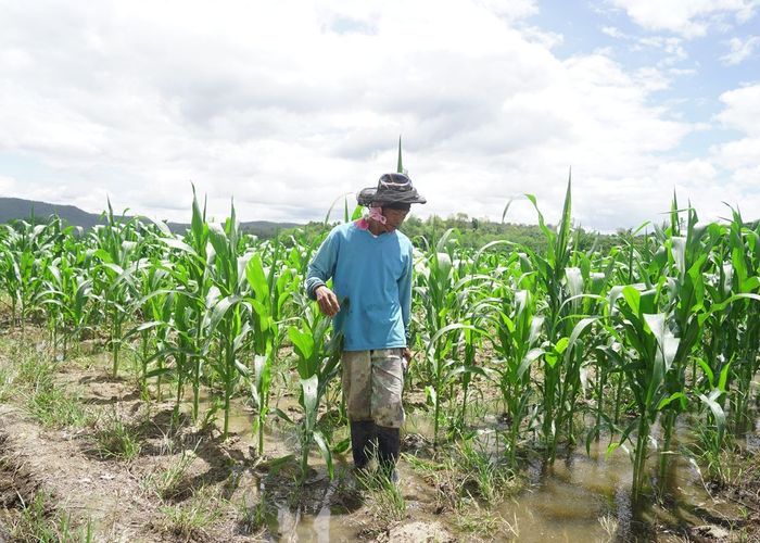 ดูโครงการ “พักทรัพย์ พักหนี้” ธ.ก.ส. ของรัฐช่วยเกษตรกรโควิด