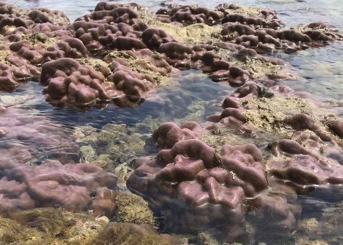 'เกาะทะลุ' น้ำทะเลลดต่ำทำปะการังโผล่-ทช.สั่งตามสถานการณ์ใกล้ชิด