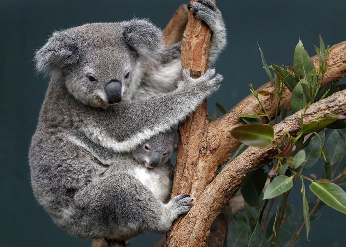 ออสเตรเลียขึ้นบัญชีให้ ‘โคอาลา’ เป็นสัตว์ใกล้สูญพันธุ์ หลังพบจำนวนประชากรลดฮวบ