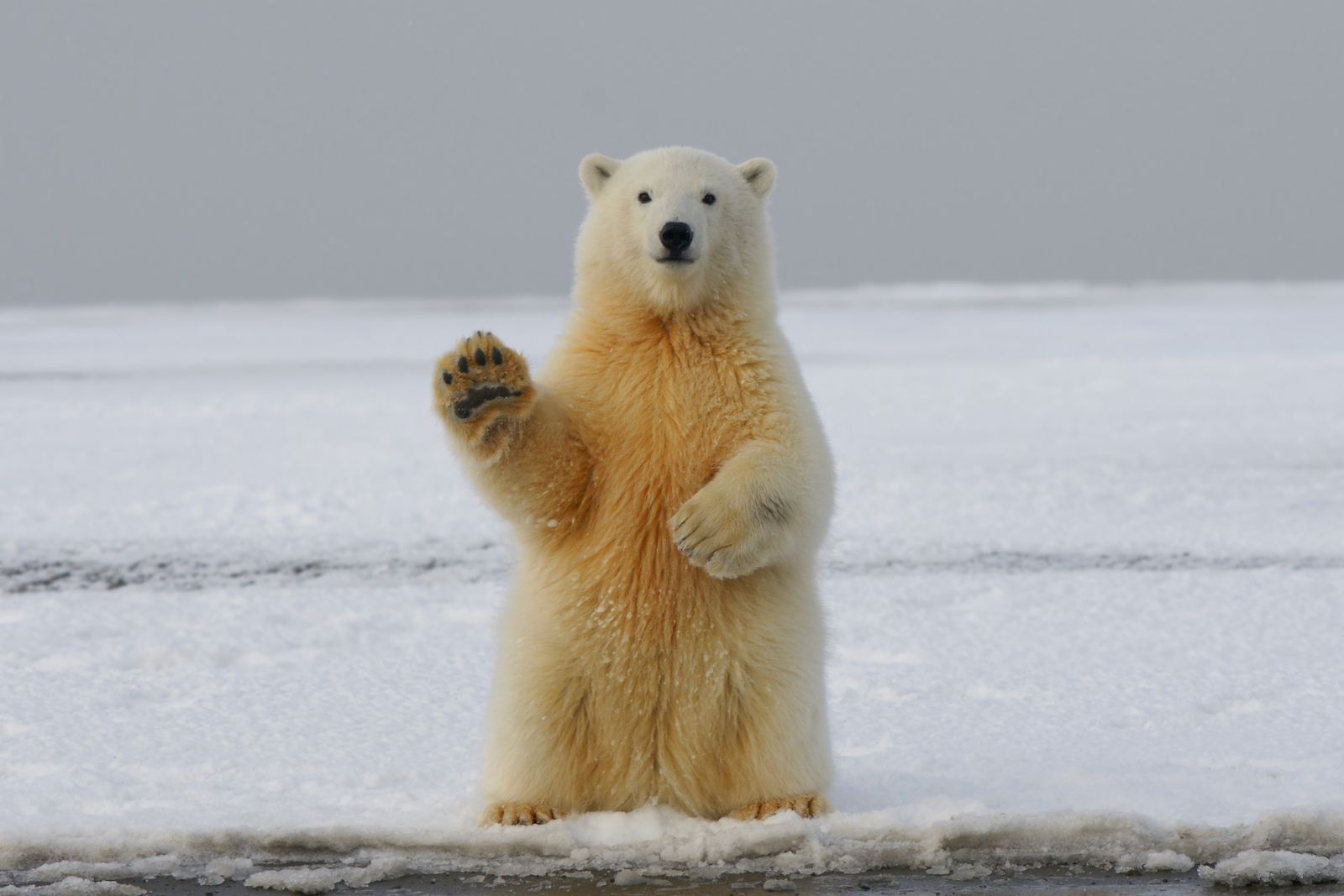 หมีขั้วโลก.jpg