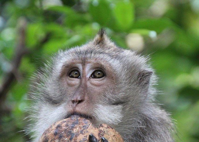 ชาวสวน-คนเลี้ยงลิงเก็บมะพร้าว โต้ PETA 'ไม่เป็นธรรม' ขอมองเป็นภูมิปัญญาไทย - วิถีเกษตร