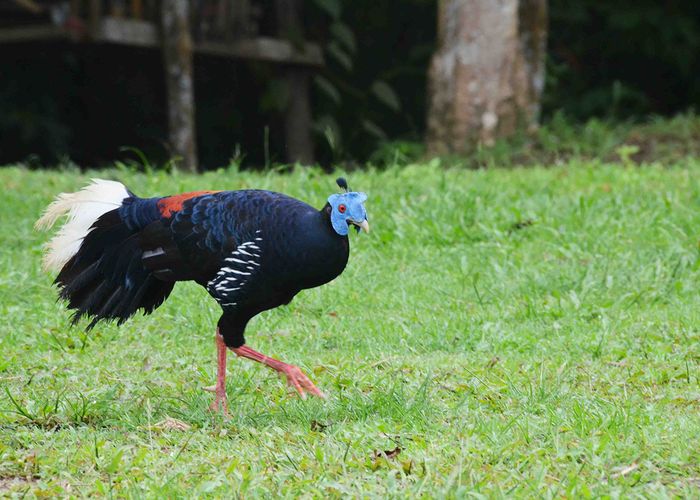 'ไก่ฟ้าหน้าเขียว' ปรากฏตัวในรอบ 50 ปี เหล่านักปักษีวิทยาตื่นเต้นแห่ถ่ายรูป