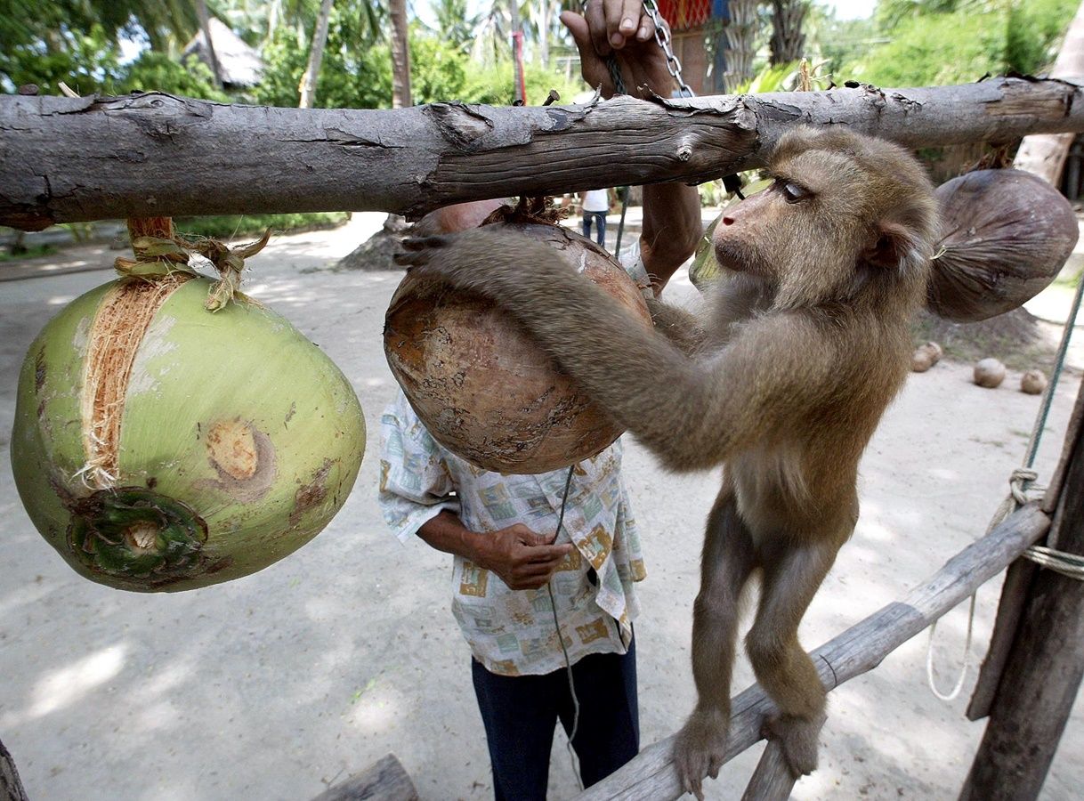 AFP ลิง ถูกฝุกใฟ้เก็บ มะพร้าว monkey coconut