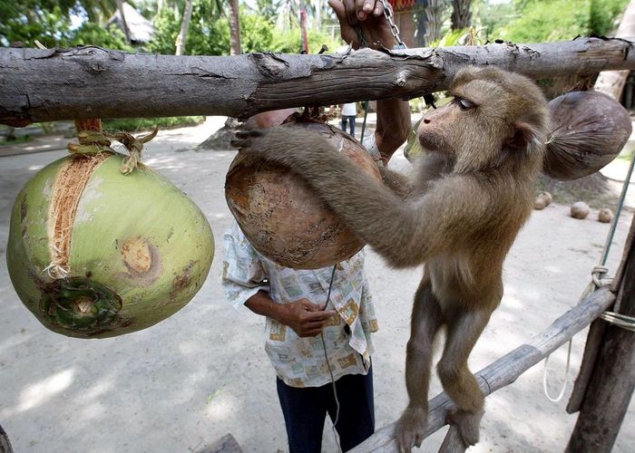 'สมาคมพิทักษ์สัตว์' แนะออกกฎหมายคุ้มครอง ‘ลิง’