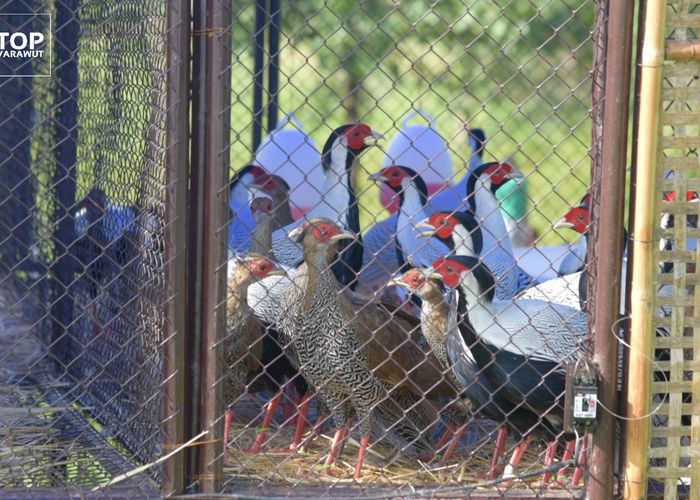 'วราวุธ' ปล่อยสัตว์ป่า 360 ตัว สู่ทุ่งกะมัง หวังคืนความสมบูรณ์ให้ป่า