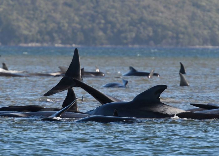 ออสเตรเลียพบ 'วาฬ' กว่า 90 ตัว ตายลอยในทะเล โดยไม่ทราบสาเหตุ