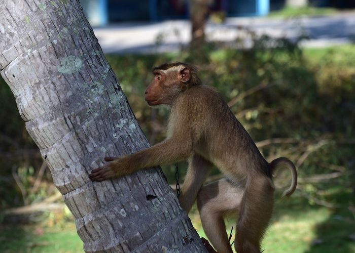 ค้าปลีกสหรัฐฯ แบนกะทิไทย เชื่อบังคับลิงเก็บมะพร้าว