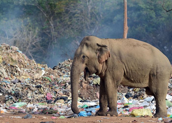 'ช้างป่า' ศรีลังกาออกหาอาหารบนกองขยะ