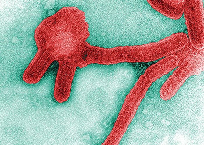กานาเผยไวรัส ‘มาร์บวร์ก’ คร่าแล้ว 2 ชีวิต เป็นตระกูลเดียวกับอีโบลา ยังไม่มีวิธีรักษา