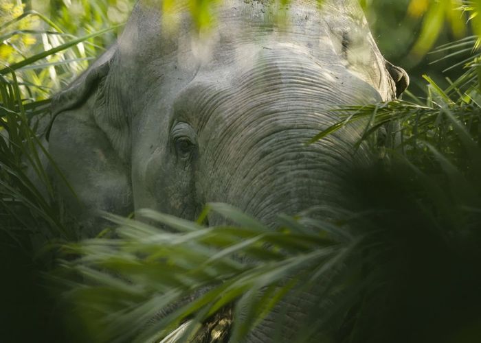 ป่ารอยต่อ คนตาย และภัยพิบัติช้างป่า ‘ศพ’ ที่ไม่ถูกนับในวันช้างไทย
