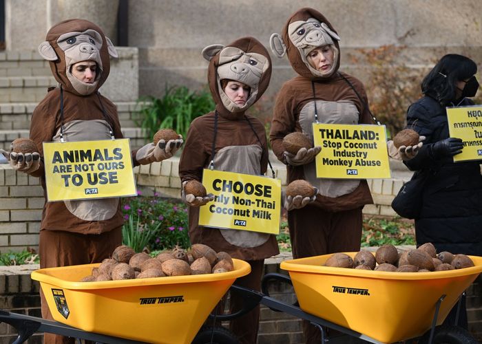 บริษัทอาหารระดับโลกหยุดขายกะทิไทย หลัง PETA เดินหน้าโจมตีแรงงานทาสลิง