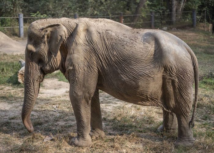 ร่างกาย ‘ช้าง’ เสียหายหนัก หลังแบกนักท่องเที่ยวมา 25 ปี