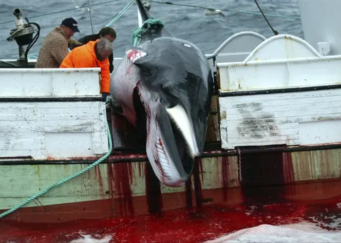 ไอซ์แลนด์ระงับล่าวาฬประจำปี ส่ออาจยกเลิกธรรมเนียมสังหารเจ้าทะเล