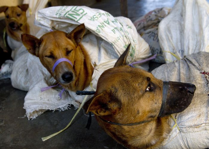 ธุรกิจค้าเนื้อหมาอินโดนีเซียระส่ำ ผู้ขายกังวล หลังรัฐบาลเดินหน้าปราบปราม