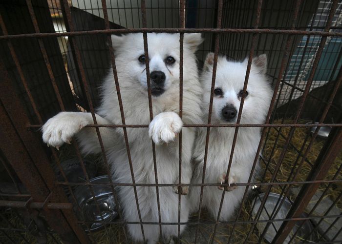 ห้ามอปป้าเชือดเนื้อหมาขาย สภาโสมขาวผ่าน กม. ฟันโทษหนักหากฝ่าฝืน
