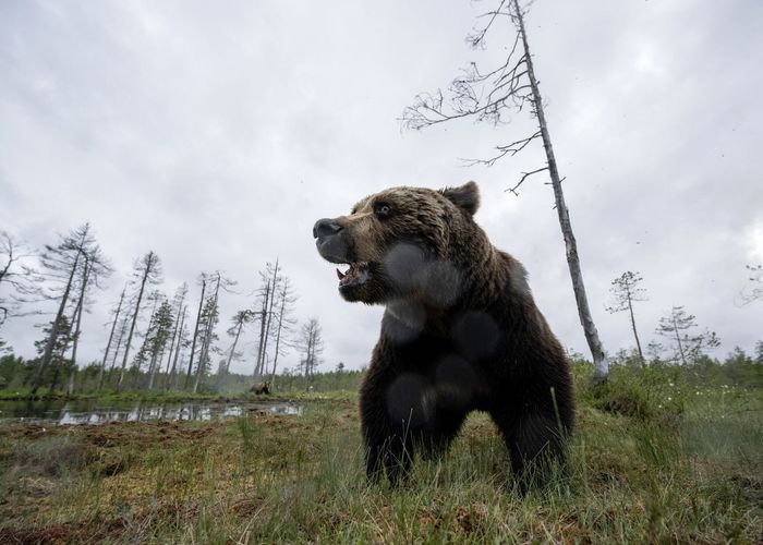 หมีสโลวาเกียไล่ฟัดหญิงดับ ยังไม่ชัดถูกกัดหรือตกจากที่สูงเป็นเหตุการตาย