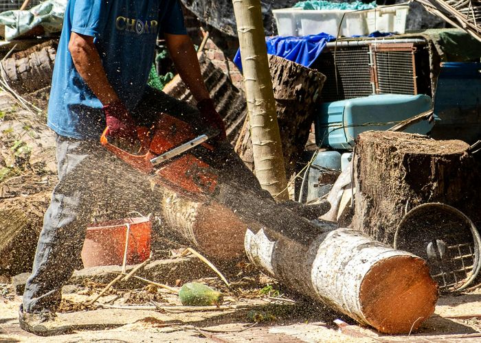 EU ยก 'ไทย' อยู่ใน 'กลุ่มประเทศที่ดีขึ้น' มีการตัดไม้ทำลายป่า – น้อยลง เปิดทางส่งออก 7 สินค้าหลักสู่ยุโรป