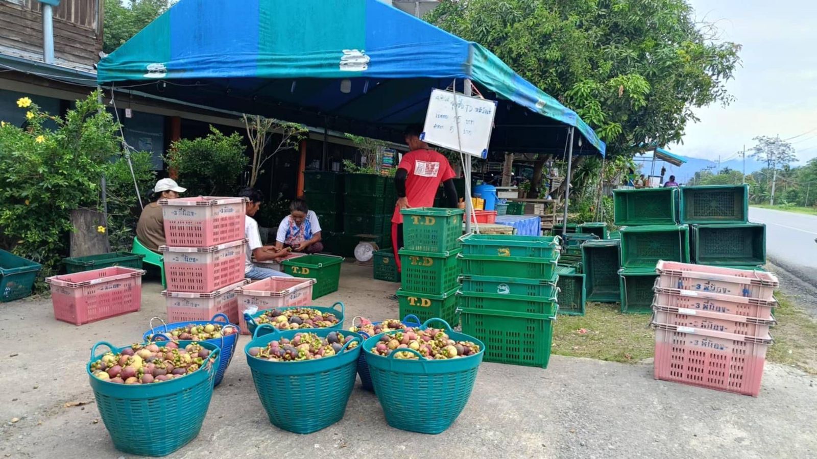 มังคุดใต้