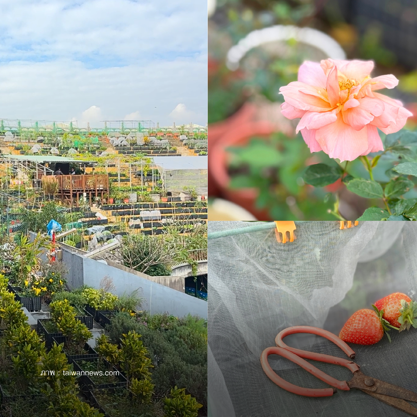 ไต้หวัน สนามฟุตบอลร้าง Community Garden