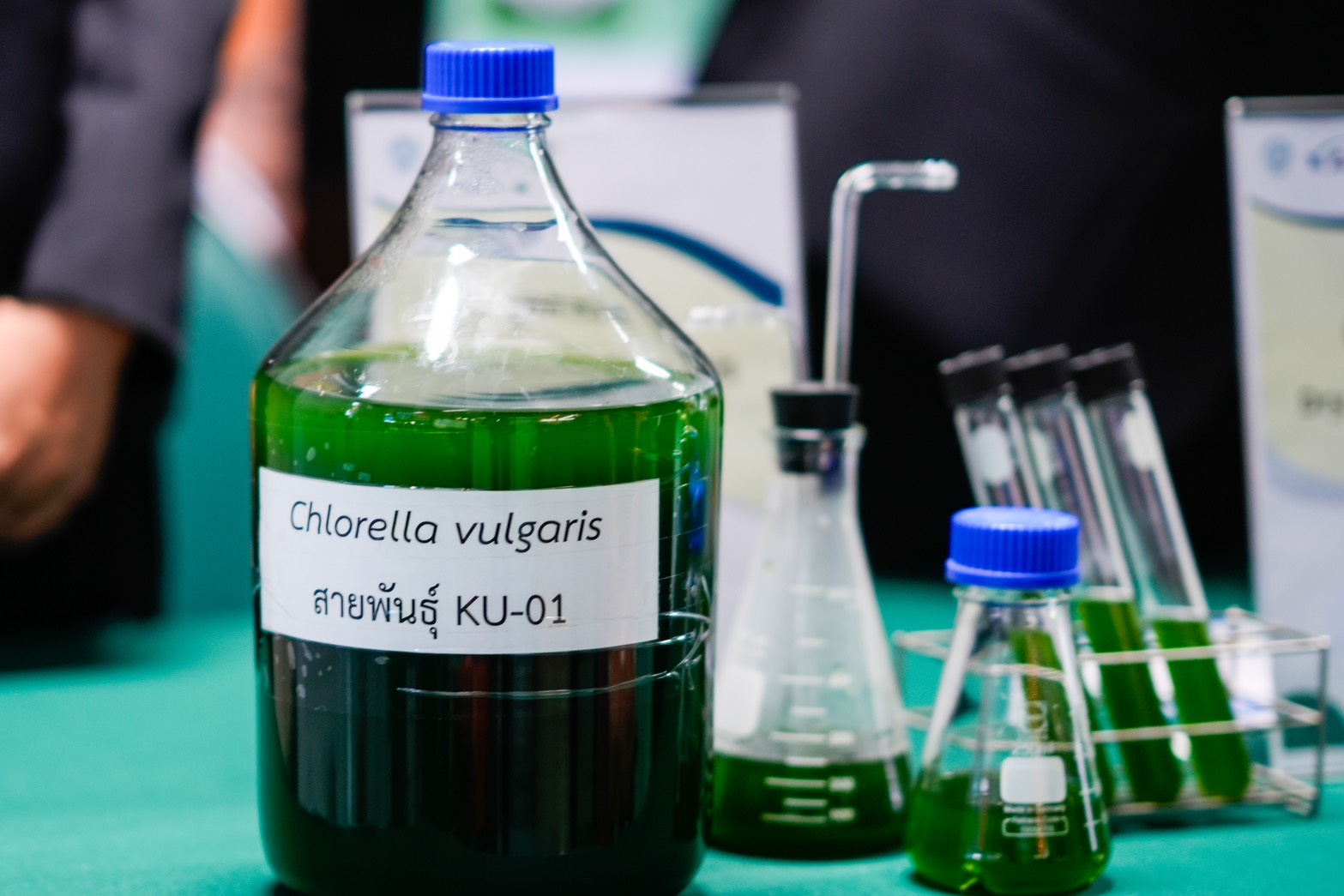 จุลสาหร่าย KU01
